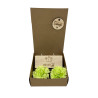 Cadeaudoosje theelichthouder en zeepbloemen